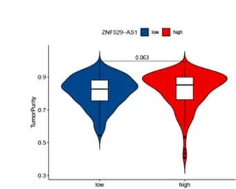 Open access visualization of Violin Plot, Tumor Purity, ZNF529-AS1