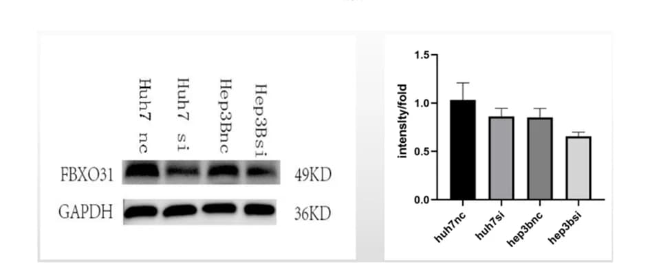 Open access visualization of Bar Plot, Error Bars, Gel, WB Assay, Downstream Genes
