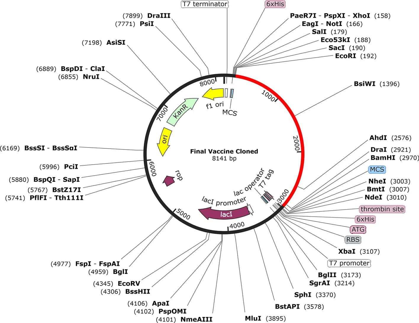 Open access visualization of Illustration, Workflow, In Silico Cloning, Vaccine Construct, pET28a (+) Expression Vector