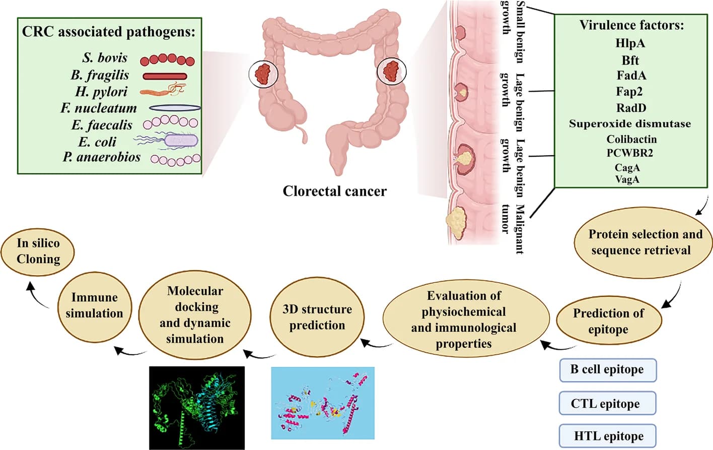 Open access visualization of Workflow, Illustration, In Silico, Multi-Epitope Vaccine, Vaccine Design