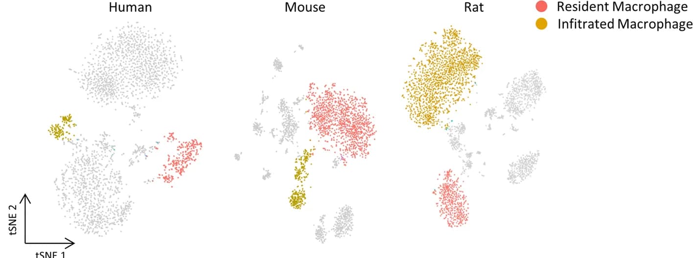 Open access visualization of Scatter Plot, UMAP, PCA, t-SNE plot, Macrophages