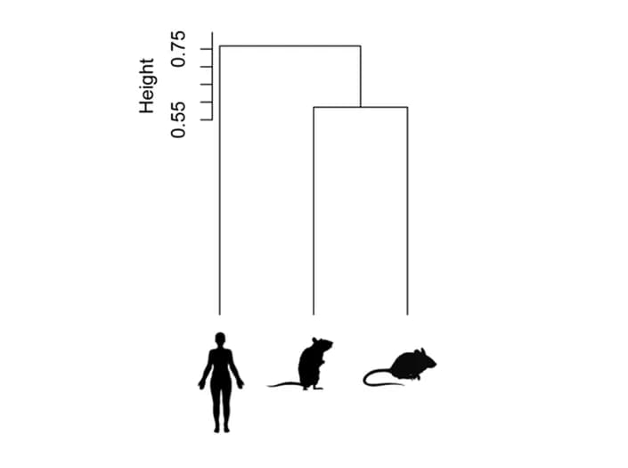 Open access visualization of Network, Dendrogram, Resident macrophages, Infiltrated macrophages, Genes