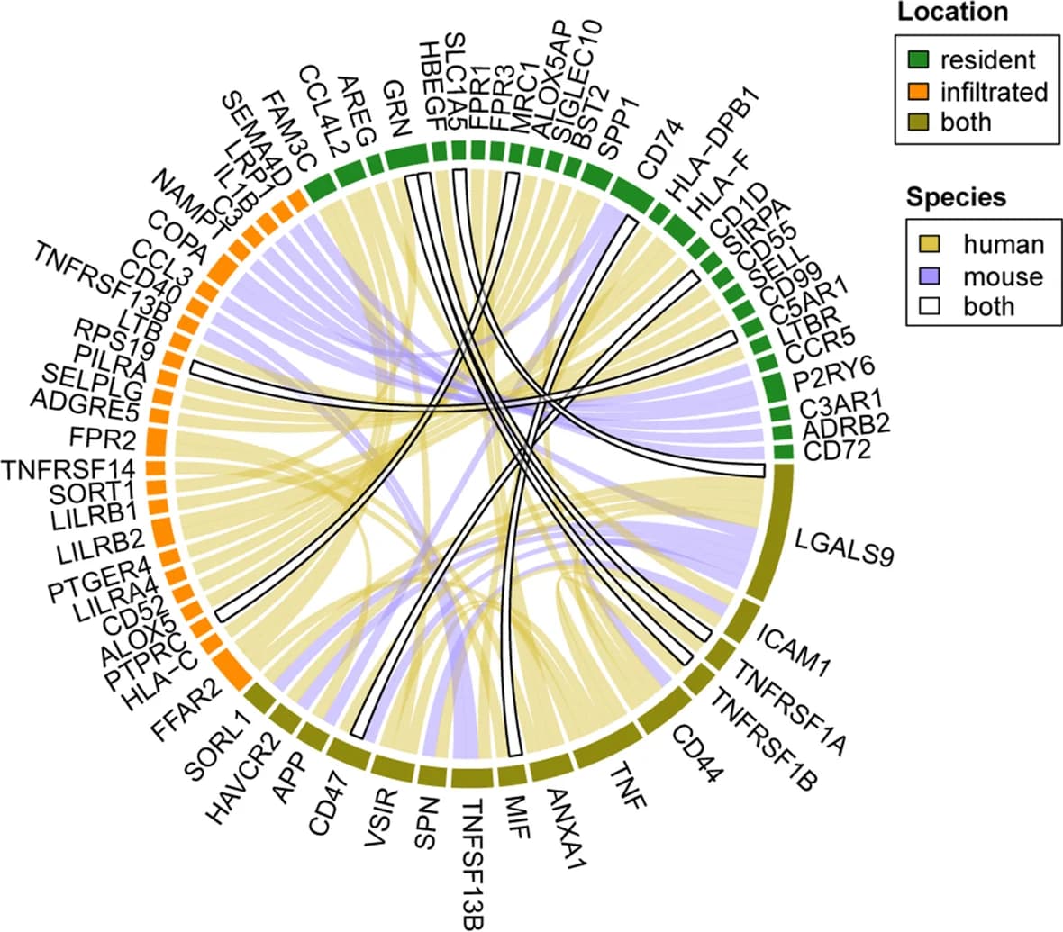 Open access visualization of Chord, Macrophages, Cell-cell signaling, Ligand-receptor pairs, Kidney