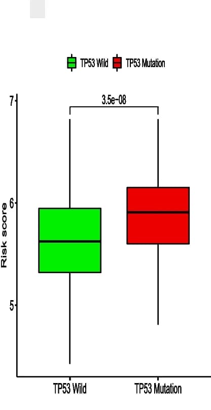 Open access visualization of Box Plot, Risk Score, TP53, Wild-type, Mutant
