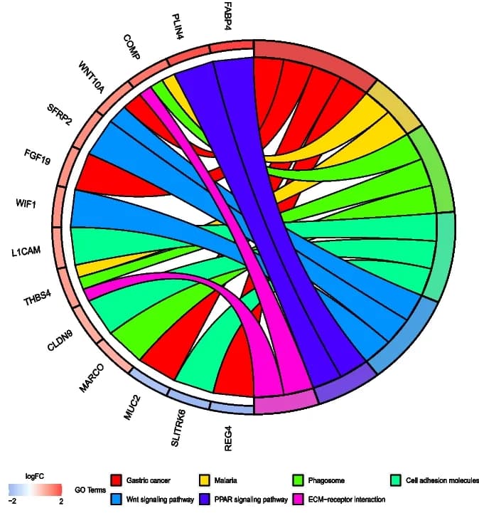 Open access visualization of Chord, KEGG Enrichment, DEGs, Risk Score Groups