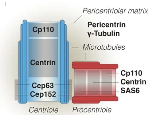 Open access visualization of Illustration, Centriole, Procentriole, PCM Markers