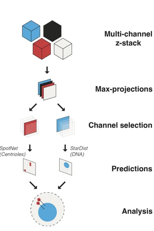 Open access visualization of Workflow, Flowchart, CenFind, Multi-channel z-stack, Centriole