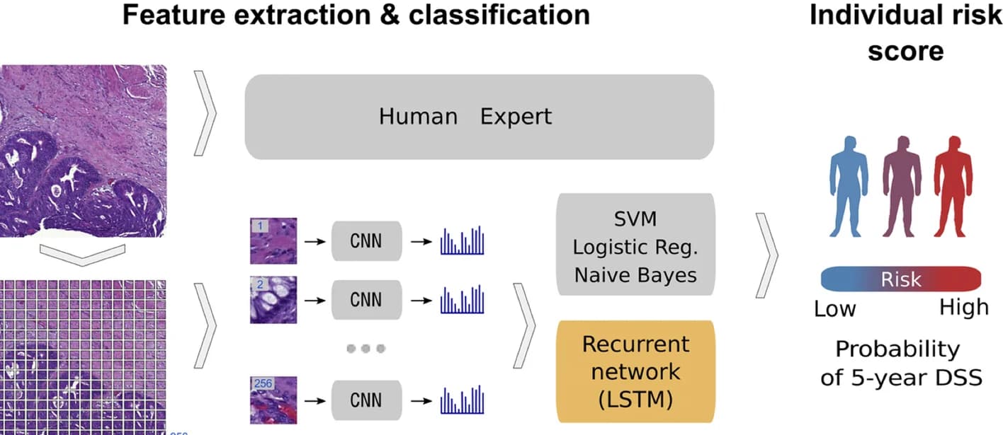 Open access visualization of Workflow, Illustration, Microscopy, Bar Plot, Deep CNN