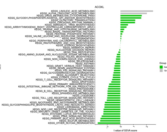 Open access visualization of Bar Plot, KEGG Enrichment Analysis, ACOXL