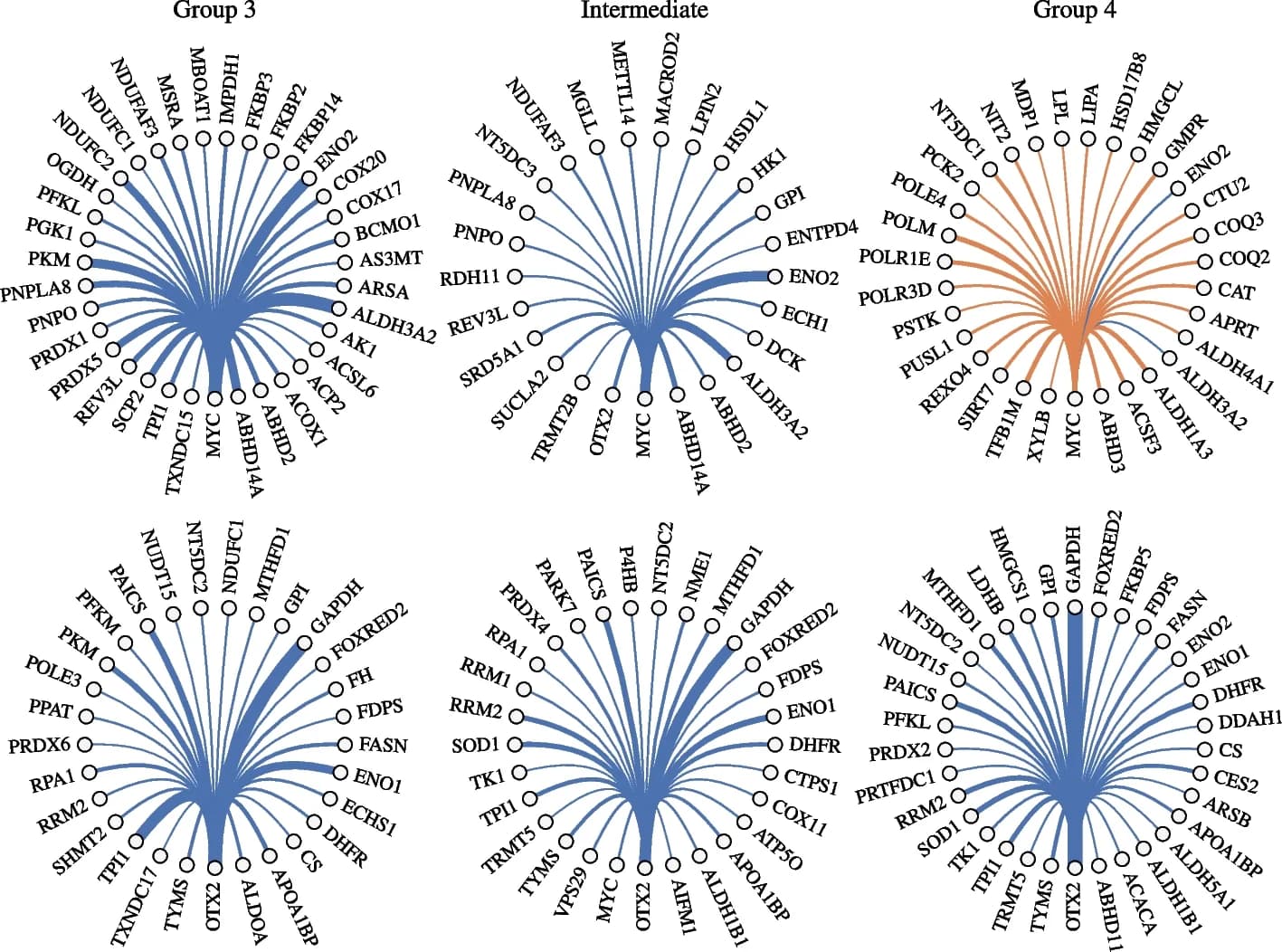 Open access visualization of Network, Pathway, MYC Gene, OTX2 Gene, Gene Connections