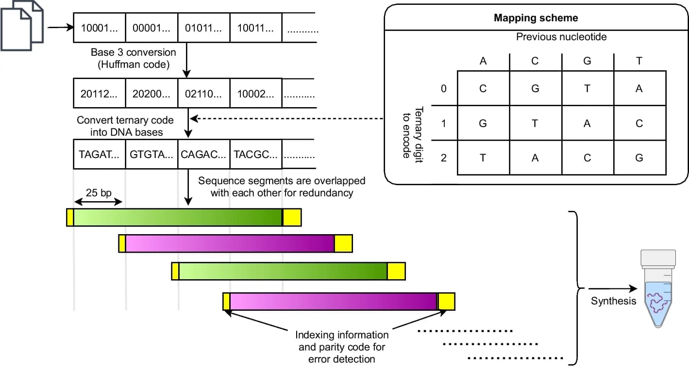 Open access visualization of Workflow, Illustration, Encoding Algorithm, Homopolymers, Parity Code