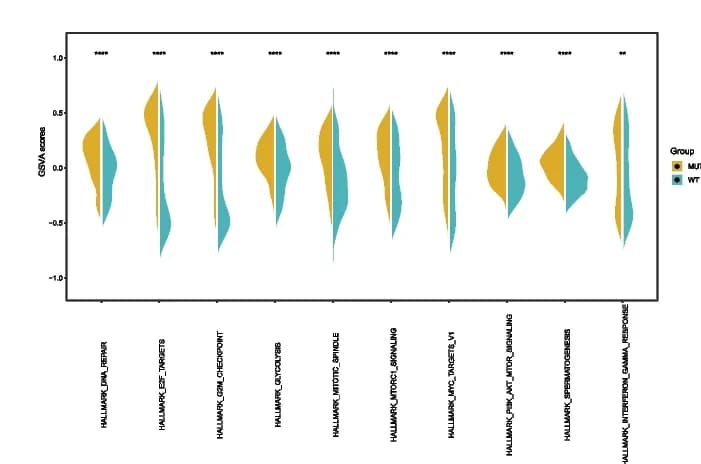 Open access visualization of Violin Plot, Hallmark, TP53-MUT, TP53-WT, Enrichment Score