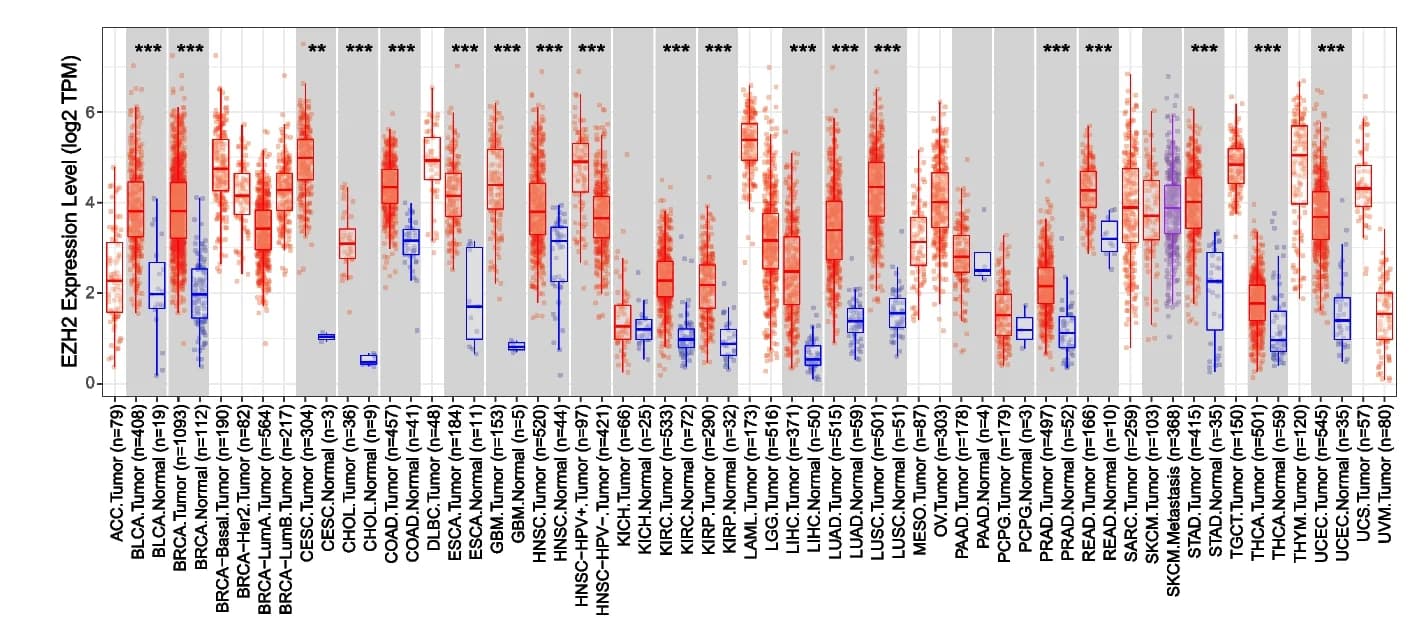 Open access visualization of Box Plot, Scatter Plot, EZH2, Tumor Types, TCGA