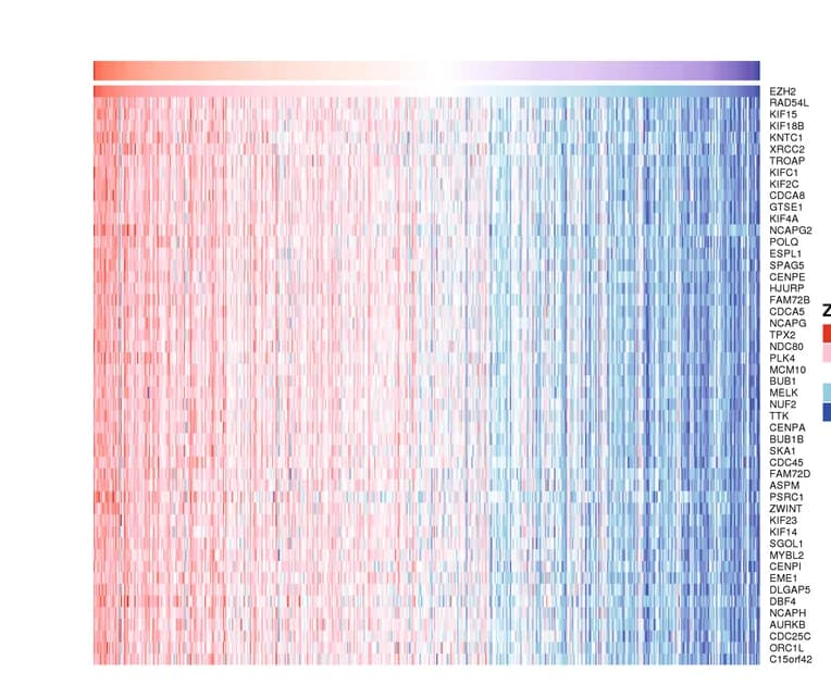 Open access visualization of Heatmap, Positive Correlation, Genes, EZH2