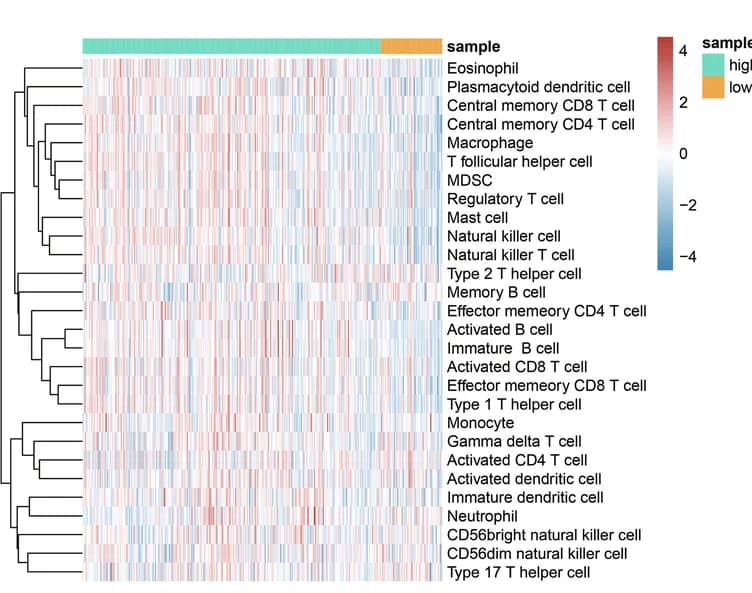 Open access visualization of Heatmap, Clustered, Immune Infiltration