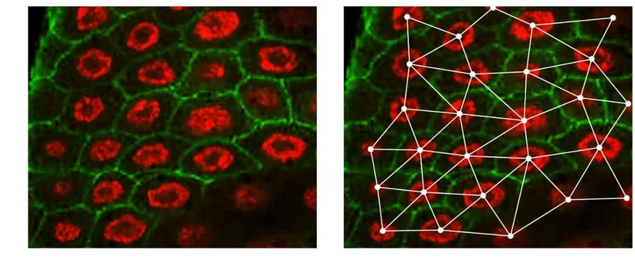 Open access visualization of Microscopy, Network, Nfinder, Intestinal Epithelium, Drosophila Melanogaster