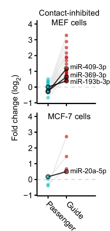 Open access visualization of Scatter Plot, Line Plot, miRNA, ZSWIM8, Passenger strands