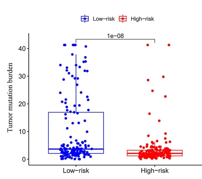 Open access visualization of Box Plot, Scatter Plot, Raincloud Plot, Tumor Mutation Burden, High-Risk Groups