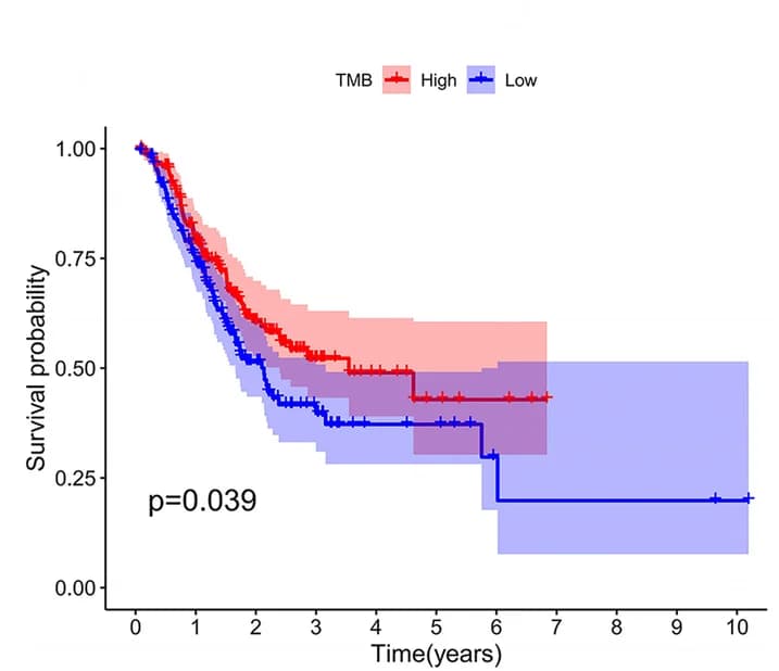 Open access visualization of Survival Curve, Error Bars, Tumor Mutation Burden, Survival