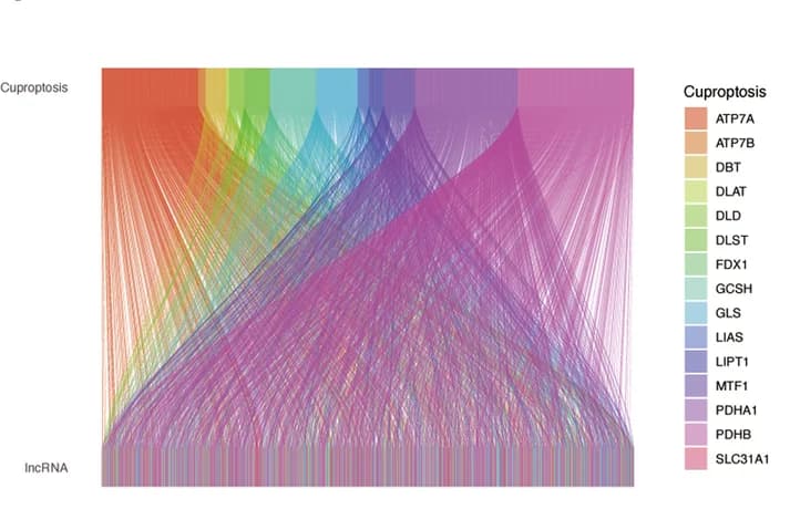 Open access visualization of Sankey, Cuproptosis-related lncRNAs, Genes, Sankey diagram
