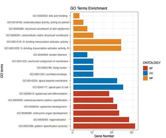 Open access visualization of Bar Plot, GO Analysis, Biological Processes, Cellular Components, Molecular Functions