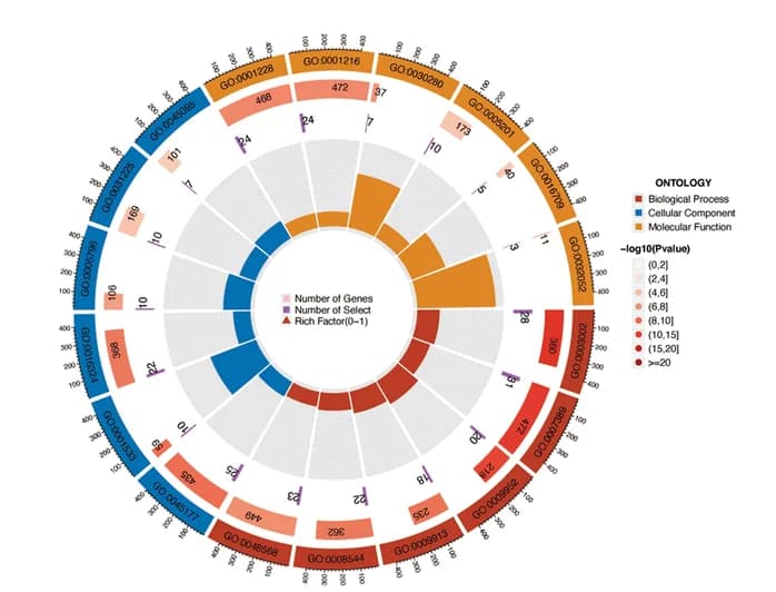 Open access visualization of Bar Plot, Clustered, GO Analysis, Biological Processes, Cellular Components