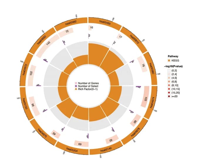 Open access visualization of Sunburst, KEGG Analysis, Signaling Pathways