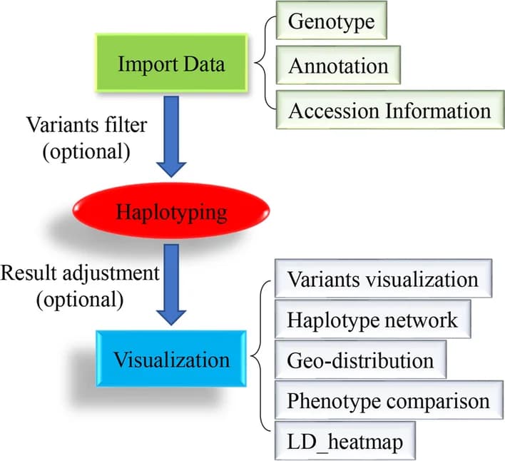 Open access visualization of Workflow, Flowchart, geneHapR, Haplotype Identification, Genotype