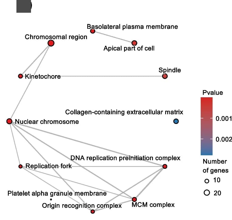 Open access visualization of Network, Pathway, GO Cellular Component, Enrichment Analysis, Simplified GO Terms