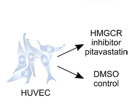 Open access visualization of Illustration, HUVEC Cells, HMGCR Inhibitor, Pitavastatin, Volcano Plots