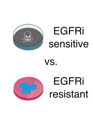 Open access visualization of Illustration, DMEA, GSE12790, Transcriptomic signature, EGFR inhibitor