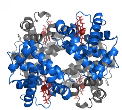 Open access visualization of Protein Structure, Macromolecular Assembly, Hemoglobin