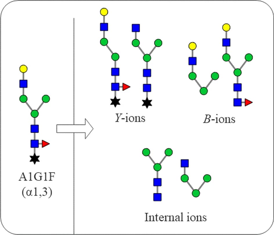 Open access visualization of Illustration, Workflow, Glycan, Internal Ions, B-Ions