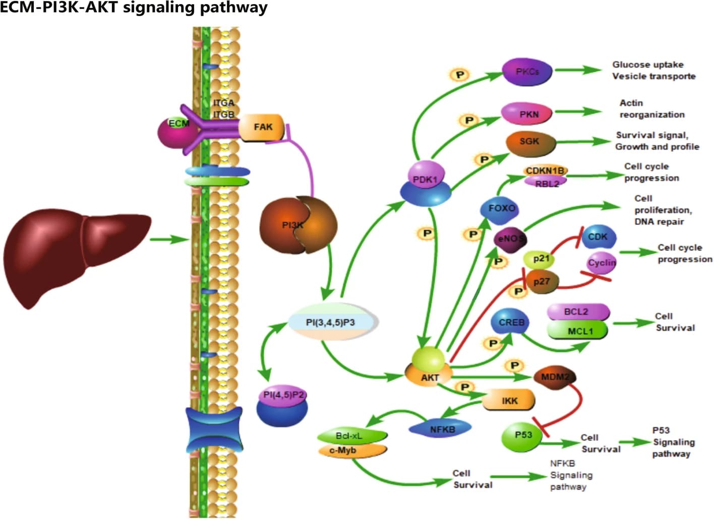 Open access visualization of Pathway, PI3K/AKT Signaling Pathway, SPP1, Integrins