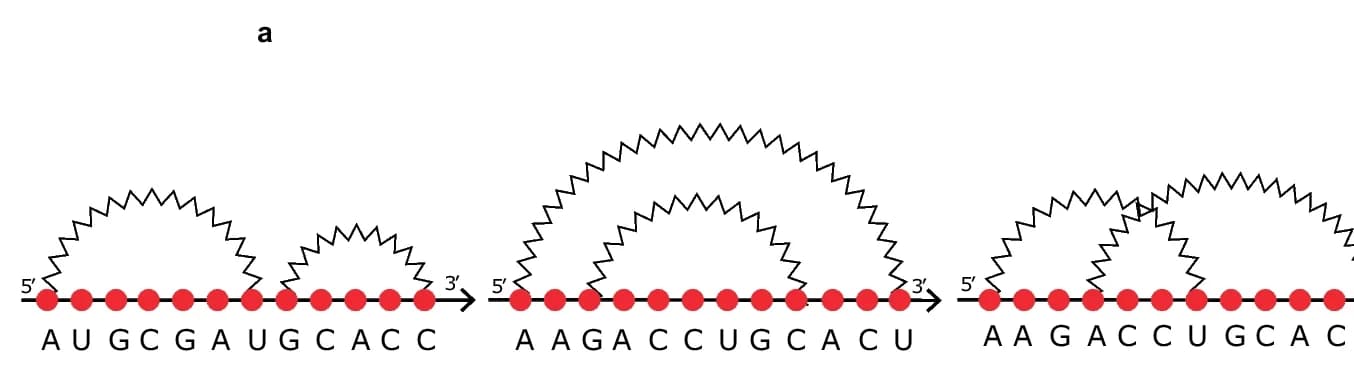 Open access visualization of Illustration, RNA Secondary Structure, Arc-Diagram, Pseudoknot