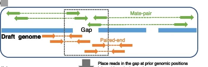 Open access visualization of Workflow, Illustration, Paired-End Reads, Mate-Pair Reads, Draft Genome