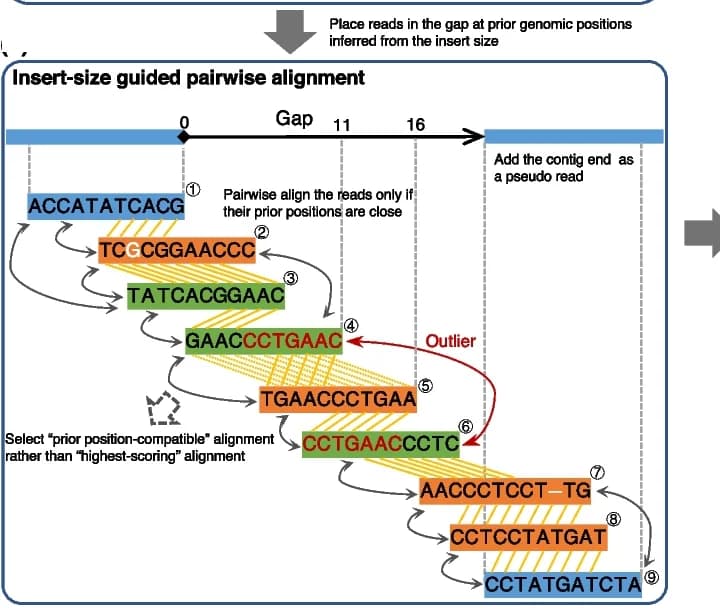 Open access visualization of Workflow, Flowchart, Illustration, Insert Size, Pairwise Alignment
