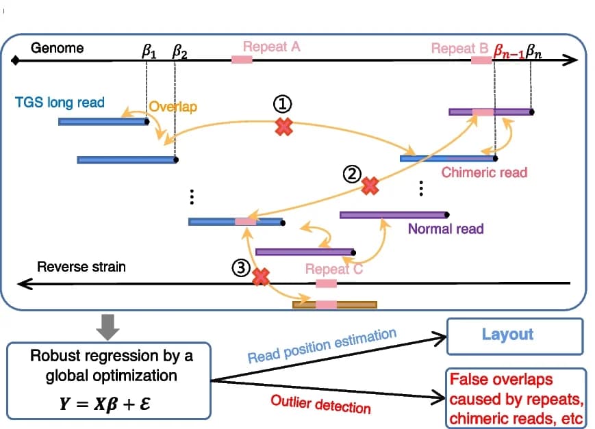 Open access visualization of Workflow, Flowchart, Illustration, Regression Representation, TGS Long Read