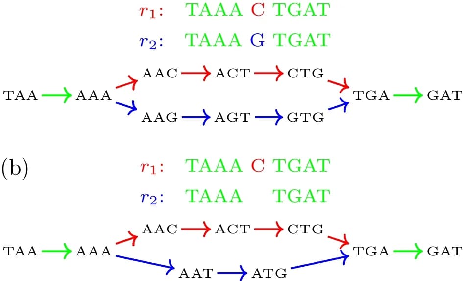 Open access visualization of Workflow, Flowchart, Single Nucleotide Polymorphism, Genomes, De-Bruijn Graph