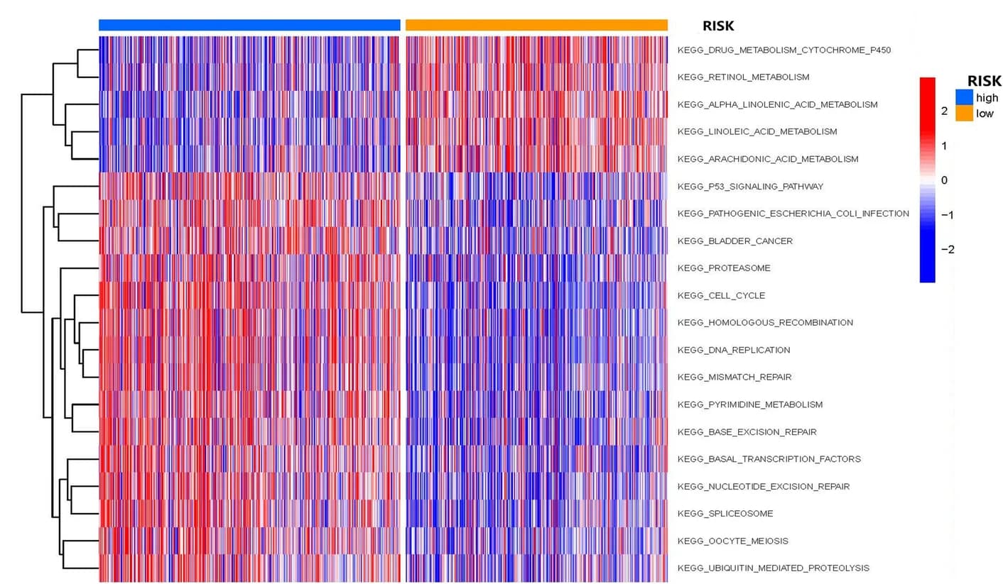 Open access visualization of Heatmap, Clustered, GSVA, Signaling pathways, Risk groups