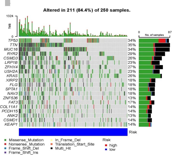 Open access visualization of Bar Plot, Stacked Bar Plot, Heatmap, Mutation Frequency, High-Risk Group