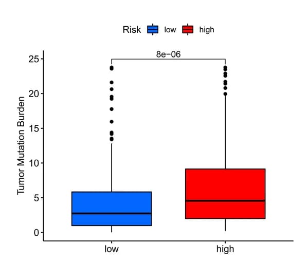 Open access visualization of Box Plot, TMB, High-Risk Group, Low-Risk Group, Statistical Significance