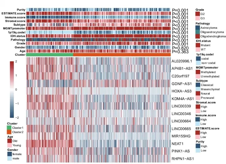 Open access visualization of Heatmap, Clustered, Clinicopathological Features, TCGA-LGG, lncRNAs