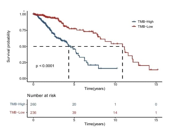 Open access visualization of Survival Curve, Kaplan-Meier Curve, Overall Survival Time, Tumor Mutational Burden, TCGA-LGG Cohort