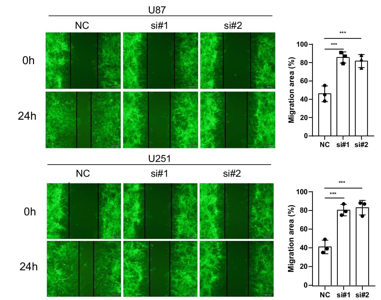 Open access visualization of Bar Plot, Error Bars, Microscopy, Wound healing assay, Migration ability