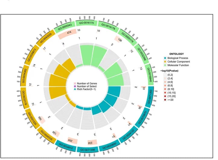 Open access visualization of Donut Chart, Radar Chart, GO, Function Enrichment, Genes