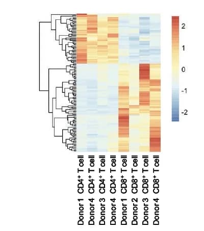 Open access visualization of Heatmap, Clustered, Differentially Expressed Genes, CD8+ T Cells, CD4+ T Cells