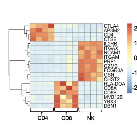 Open access visualization of Heatmap, Clustered, Gene Expression, CD4 + T Cells, CD8 + T Cells