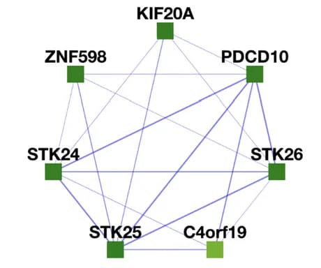 Open access visualization of Network, Pathway, KIF20A, C4orf19, PDCD10