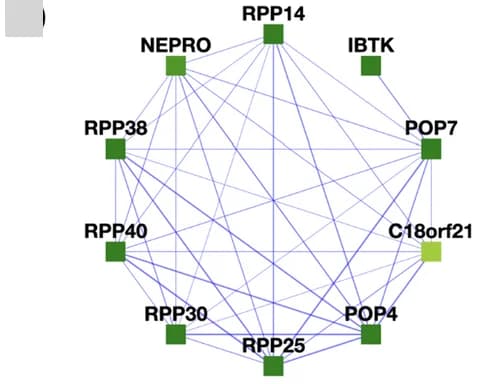 Open access visualization of Network, Pathway, C18orf21, Rnase/Mrp complex, Protein Complexes